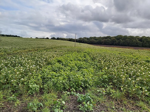 Field of two Solanum trap crops
